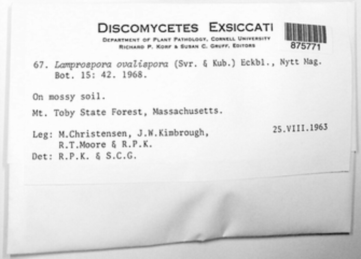Octospora ovalispora image
